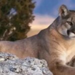 denuncia-en-redes-sociales-permitio-frenar-un-caso-de-caza-furtiva-de-un-puma-en-neuquen
