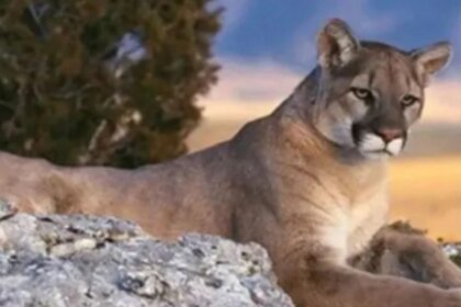 denuncia-en-redes-sociales-permitio-frenar-un-caso-de-caza-furtiva-de-un-puma-en-neuquen