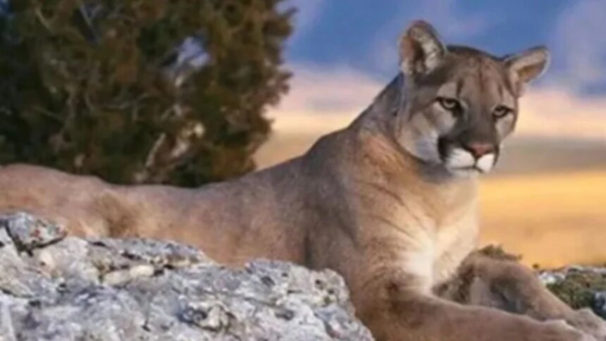 denuncia-en-redes-sociales-permitio-frenar-un-caso-de-caza-furtiva-de-un-puma-en-neuquen