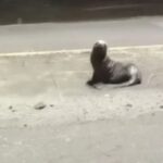 aparecio-un-lobo-marino-herido-en-la-costanera-de-el-condor