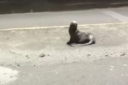 aparecio-un-lobo-marino-herido-en-la-costanera-de-el-condor