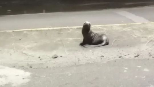 aparecio-un-lobo-marino-herido-en-la-costanera-de-el-condor