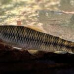 descubren-una-nueva-especie-de-pez-que-habita-rios-de-montana