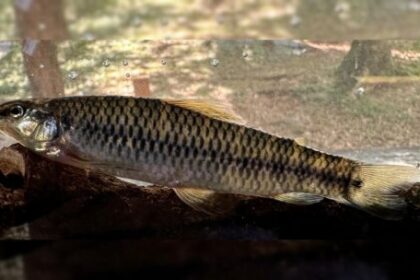 descubren-una-nueva-especie-de-pez-que-habita-rios-de-montana