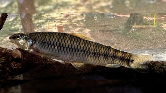 descubren-una-nueva-especie-de-pez-que-habita-rios-de-montana