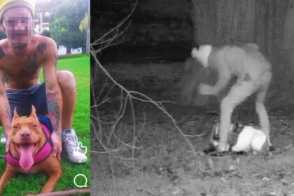 se-mostro-como-un-influencer-amigo-de-los-animales-y-fue-grabado-golpeando-salvajemente-a-sus-perros