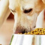 pedigree-retira-de-urgencia-alimentos-enlatados-para-perros-por-contaminacion-con-metal-y-plastico