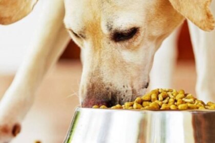 pedigree-retira-de-urgencia-alimentos-enlatados-para-perros-por-contaminacion-con-metal-y-plastico