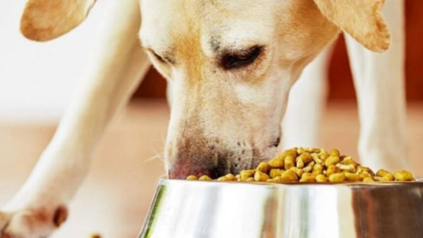 pedigree-retira-de-urgencia-alimentos-enlatados-para-perros-por-contaminacion-con-metal-y-plastico