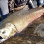 plan-para-frenar-al-salmon-chinook:-ciencia,-pesca-artesanal-y-monitoreo-en-los-rios-de-santa-cruz