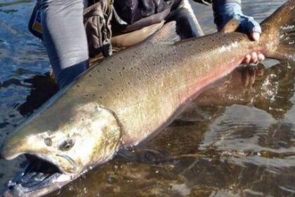 plan-para-frenar-al-salmon-chinook:-ciencia,-pesca-artesanal-y-monitoreo-en-los-rios-de-santa-cruz