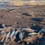 barrick-gold-y-shandong-gold,-bajo-la-lupa:-un-informe-detecto-grave-contaminacion-con-metales-en-san-juan