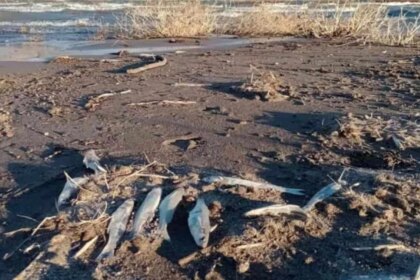 barrick-gold-y-shandong-gold,-bajo-la-lupa:-un-informe-detecto-grave-contaminacion-con-metales-en-san-juan