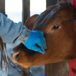 el-cambio-climatico-expande-una-amenaza-silenciosa-para-la-carne-que-se-consume