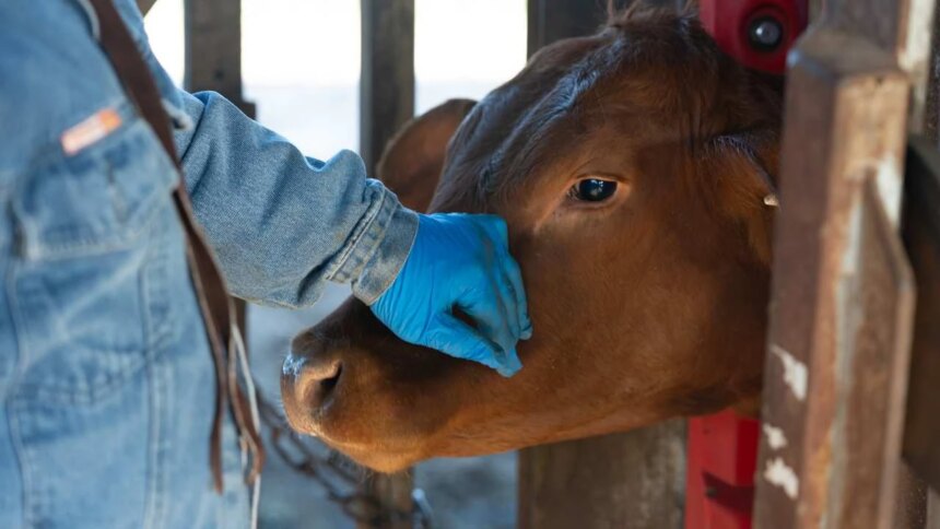 el-cambio-climatico-expande-una-amenaza-silenciosa-para-la-carne-que-se-consume
