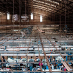 nike-production-ends-in-argentina-as-manufacturing-plant-dass-shuts