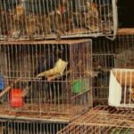 el-trafico-ilegal-de-fauna-silvestre-ya-es-la-cuarta-industria-ilicita-mas-rentable-del-planeta