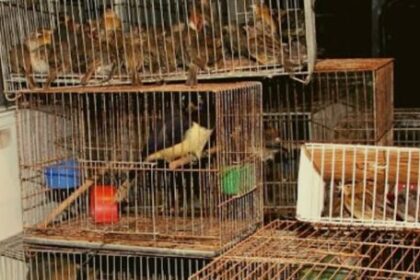 el-trafico-ilegal-de-fauna-silvestre-ya-es-la-cuarta-industria-ilicita-mas-rentable-del-planeta