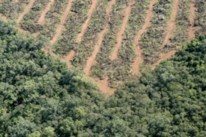 europa-dio-marcha-atras-con-parte-de-los-controles-de-su-ley-contra-la-deforestacion