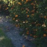 “no-conviene-cosechar”:-la-drastica-decision-de-los-productores-de-una-de-las-frutas-mas-consumidas-por-los-bajos-precios