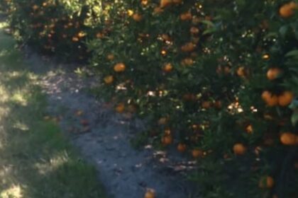 “no-conviene-cosechar”:-la-drastica-decision-de-los-productores-de-una-de-las-frutas-mas-consumidas-por-los-bajos-precios