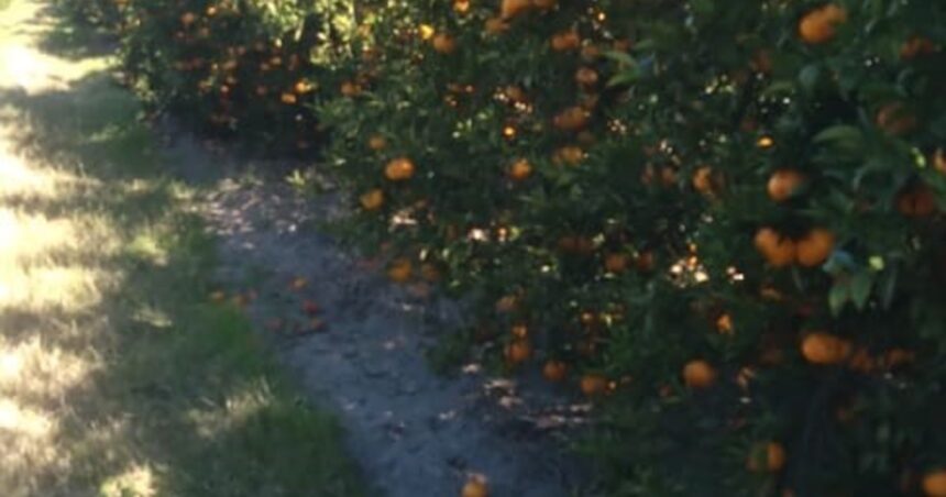 “no-conviene-cosechar”:-la-drastica-decision-de-los-productores-de-una-de-las-frutas-mas-consumidas-por-los-bajos-precios