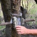 lanzan-una-convocatoria-para-rastrear-con-camaras-trampa-la-fauna-silvestre-en-todo-el-pais