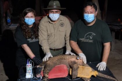 rastrean-con-gps-a-un-tatu-carreta-gigante-en-el-corazon-de-el-impenetrable