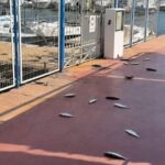 no-fue-inteligencia-artificial:-revelan-que-provoco-la-espectacular-huida-de-cientos-de-peces-en-almeria