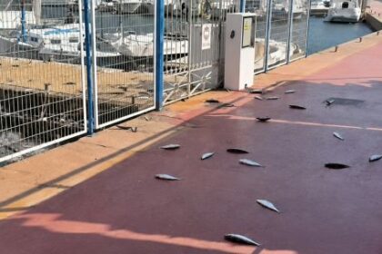 no-fue-inteligencia-artificial:-revelan-que-provoco-la-espectacular-huida-de-cientos-de-peces-en-almeria