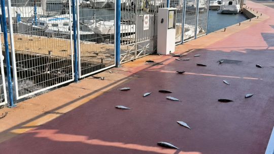 no-fue-inteligencia-artificial:-revelan-que-provoco-la-espectacular-huida-de-cientos-de-peces-en-almeria