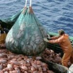 la-justicia-habilito-una-demanda-contra-el-sistema-de-puntajes-para-otorgar-permisos-de-pesca-de-calamar