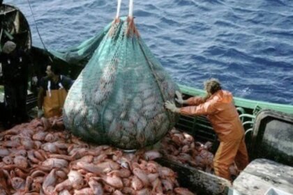 la-justicia-habilito-una-demanda-contra-el-sistema-de-puntajes-para-otorgar-permisos-de-pesca-de-calamar