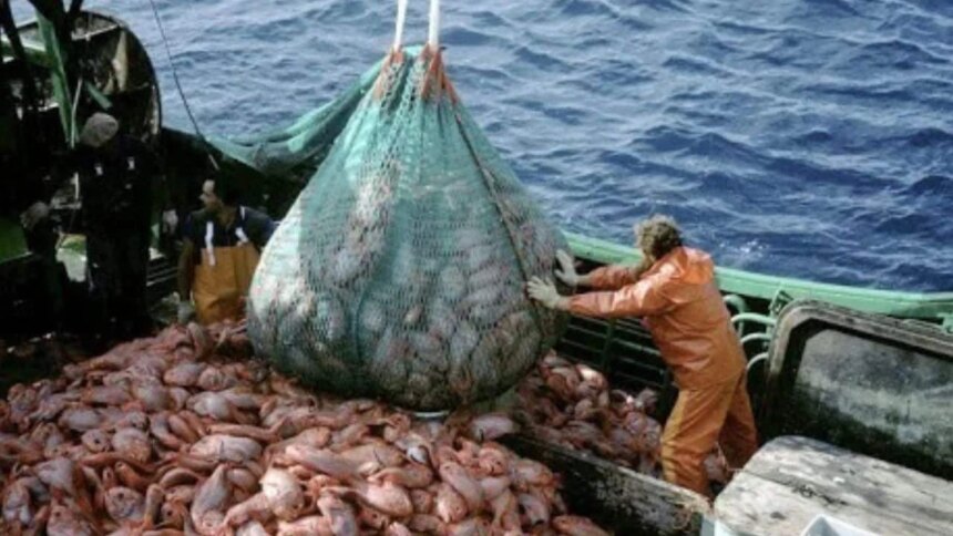 la-justicia-habilito-una-demanda-contra-el-sistema-de-puntajes-para-otorgar-permisos-de-pesca-de-calamar