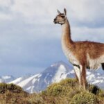 rio-negro-busca-habilitar-la-venta-de-carne-de-guanaco-y-jabali-en-carnicerias