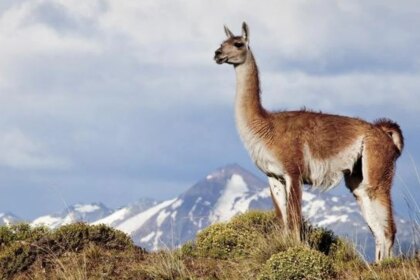 rio-negro-busca-habilitar-la-venta-de-carne-de-guanaco-y-jabali-en-carnicerias