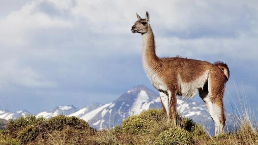 rio-negro-busca-habilitar-la-venta-de-carne-de-guanaco-y-jabali-en-carnicerias