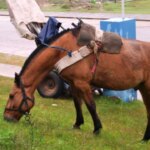 buscan-prohibir-los-carros-tirados-por-caballos-en-toda-la-provincia-de-buenos-aires