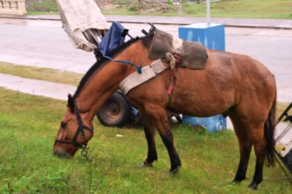 buscan-prohibir-los-carros-tirados-por-caballos-en-toda-la-provincia-de-buenos-aires