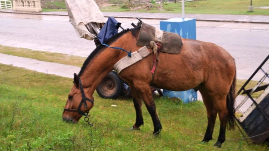 buscan-prohibir-los-carros-tirados-por-caballos-en-toda-la-provincia-de-buenos-aires