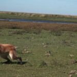dos-cachorros-de-aguara-guazu-regresaron-a-los-esteros-del-ibera-tras-ser-rescatados