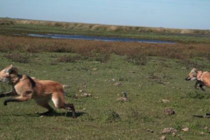 dos-cachorros-de-aguara-guazu-regresaron-a-los-esteros-del-ibera-tras-ser-rescatados