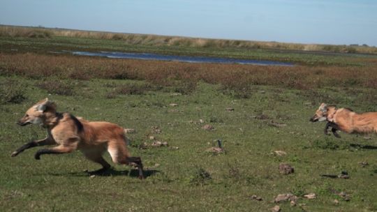 dos-cachorros-de-aguara-guazu-regresaron-a-los-esteros-del-ibera-tras-ser-rescatados