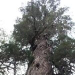 asi-es-el-plan-para-proteger-al-segundo-arbol-mas-antiguo-del-mundo-que-esta-en-la-argentina