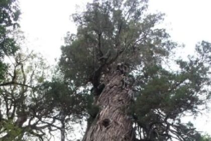 asi-es-el-plan-para-proteger-al-segundo-arbol-mas-antiguo-del-mundo-que-esta-en-la-argentina
