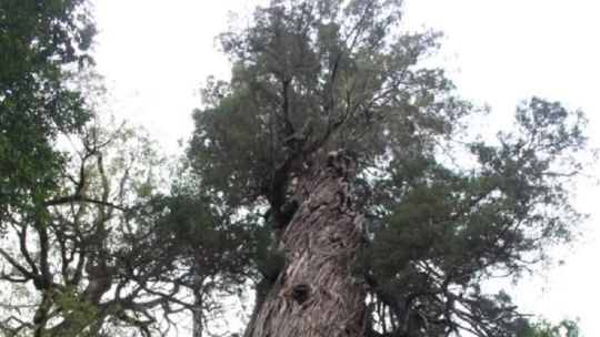 asi-es-el-plan-para-proteger-al-segundo-arbol-mas-antiguo-del-mundo-que-esta-en-la-argentina