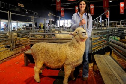 la-historia-detras-del-carnero-tim-payne:-generaciones-apasionadas-por-la-cria-de-ovinos-y-una-vida-participando-de-la-exposicion-rural