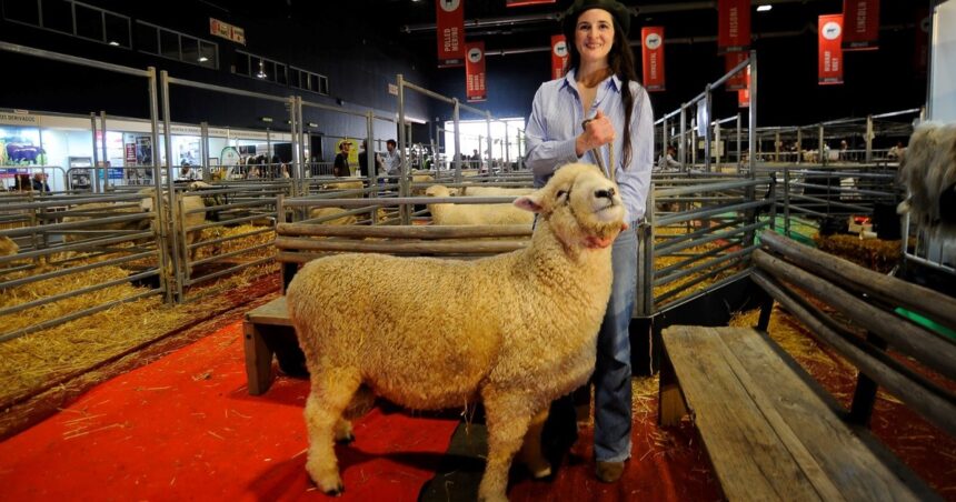 la-historia-detras-del-carnero-tim-payne:-generaciones-apasionadas-por-la-cria-de-ovinos-y-una-vida-participando-de-la-exposicion-rural