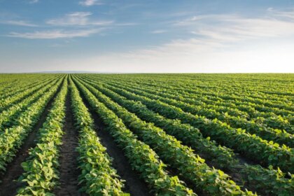 empresa-quimica-basf-lanzara-nueva-soja-transgenica-en-argentina-y-crece-la-polemica-por-uso-de-herbicidas-toxicos