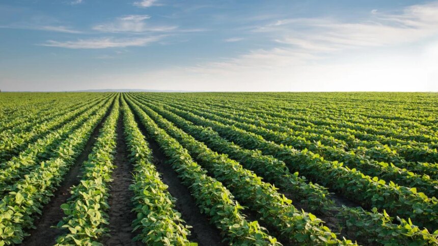 empresa-quimica-basf-lanzara-nueva-soja-transgenica-en-argentina-y-crece-la-polemica-por-uso-de-herbicidas-toxicos